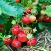 Capron Musk Strawberry -Plant Discount Store shutterstock 56673937
