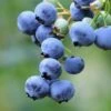 Bushel And Berry® Perpetua® Blueberry -Plant Discount Store shutterstock 58923367 1