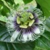 Black Knight Passiflora -Plant Discount Store shutterstock 744206440 1