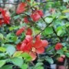Victory Flowering Quince 2 Victory Flowering Quince -Plant Discount Store shutterstock image