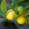 Lemon Guava -Plant Discount Store shutterstock image 81 1