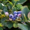 Bushel And Berry® Silver Dollar® Blueberry 2 Bushel And Berry® Silver Dollar® Blueberry -Plant Discount Store sildol