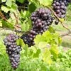 St. Theresa Seedless Grape -Plant Discount Store st theresa grape 1