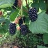 Prime Ark Freedom Thornless Blackberry -Plant Discount Store thornlessblackberry