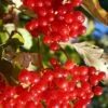 Ukraine Highbush Cranberry -Plant Discount Store viburnum opulus 1
