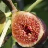 Violette De Bordeaux Fig (Negronne) -Plant Discount Store violettedebordeauxfig